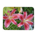 Recherche de lillie magnets Pour tous
