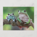 Zoek naar kikkers briefkaarten Cool