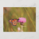 Zoek naar distel briefkaarten Vlinder