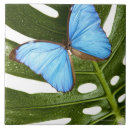Recherche de morpho carreaux Nature