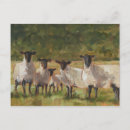 Zoek naar schapen briefkaarten Portret