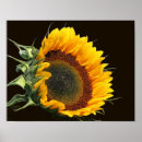 Zoek naar zonneschijn posters Bloem
