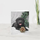 Recherche de labrador retriever noir vœux cartes Chiot