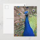Recherche de vanite cartes postales Animal