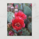 Recherche de flower cartes postales Photographie