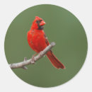 Recherche de oiseaux rouges autocollants Cardinal du nord