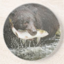 Recherche de comportement maison deco Poisson