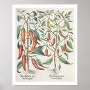 Zoek naar fijne kunstposters posters Botanisch