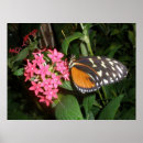 Recherche de monarque photographie Imprimer