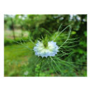 Zoek naar witte wilde rozen posters Bloem