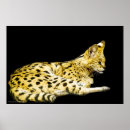 Recherche de felidae Animal