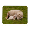 Recherche de dormant magnets Mouton