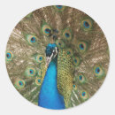 Zoek naar kleurrijke veren stickers Fotografie