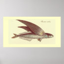 Recherche de poissons de vol Mer