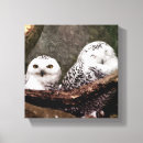 Recherche de chouette art Amoureux des oiseaux