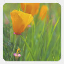 Recherche de coquelicots autocollants Lumineux