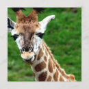 Recherche de motif girafe cartes postales Zoo