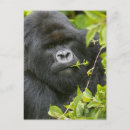 Recherche de gorille de montagne cartes postales Singe