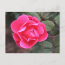 Recherche de chill cartes postales Rose