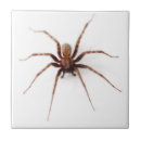 Recherche de halloween décorations maison accessoires Arachnide