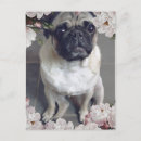 Recherche de pug cartes postales Mignon