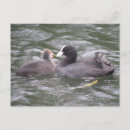 Recherche de poussins cartes postales Blanc