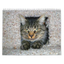 Zoek naar katten kalenders Tabby