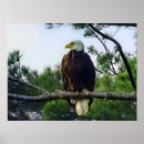 Zoek naar ornithologie posters Wilde dieren