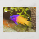 Recherche de poissons colorés cartes postales Baignade