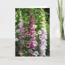 Recherche de fleurs sensibles vœux cartes Photographie