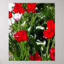 Recherche de tulipe rouge posters Coloré