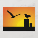 Recherche de mouettes cartes postales Saisonnier