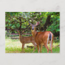 Recherche de faons cartes postales Sauvage