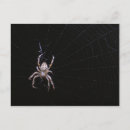 Recherche de arachnides cartes postales Macro