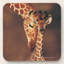 Recherche de veau dessous de verres Faune