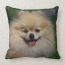 Recherche de spitz nain coussins Regarder l'appareil photo