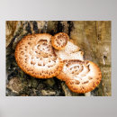 Recherche de fungi posters Plante