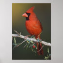 Recherche de cardinalis Couleur