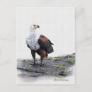 Recherche de aigle blanc cartes postales Nature