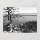 Recherche de trois arbres cartes postales Extérieur