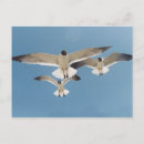 Recherche de mouette en vol cartes postales Plage