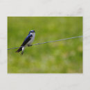 Recherche de oiseau coloré cartes postales Printemps