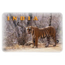 Recherche de rayé magnets Chat