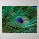 Recherche de plume paon posters Vert