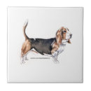 Recherche de basset hound carreaux Chien