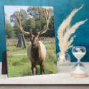 Zoek naar stier fotoplaat Wapiti