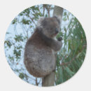 Zoek naar koala stickers Kinder