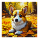 Recherche de chien corgi posters Chiot