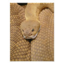 Recherche de peau de serpent posters Sonnerie