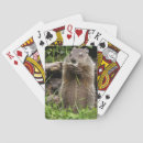 Recherche de marmotte jeux de cartes Nature